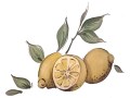 TMP 013DEC-LIMONI